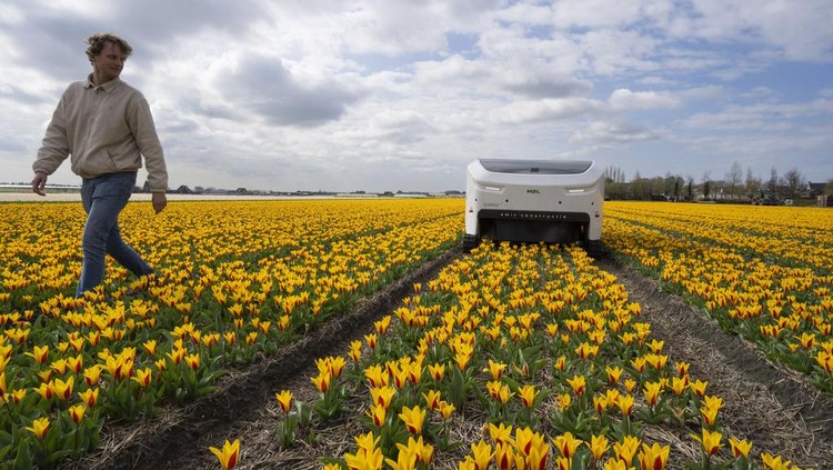 Allan Visser, a third-generation tulip farmer walks near to Theo the robot, in Noordwijkerhout, Netherlands, Tuesday, March 19, 2024. An artificial intelligence robot is a new high-tech weapon in the battle to root out disease from Dutch tulip fields as they erupt into a riot of springtime color. The robot is replacing a dwindling number of human “sickness spotters” who patrol bulb fields on the lookout for diseased flowers. (AP Photo/Peter Dejong)