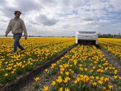 Robot Canggih Bisa Deteksi Bunga Tulip Sakit di Belanda