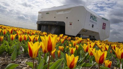 Robot Canggih Bisa Deteksi Bunga Tulip Sakit di Belanda