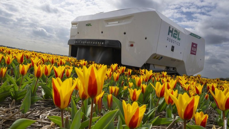 Allan Visser, a third-generation tulip farmer walks near to Theo the robot, in Noordwijkerhout, Netherlands, Tuesday, March 19, 2024. An artificial intelligence robot is a new high-tech weapon in the battle to root out disease from Dutch tulip fields as they erupt into a riot of springtime color. The robot is replacing a dwindling number of human “sickness spotters” who patrol bulb fields on the lookout for diseased flowers. (AP Photo/Peter Dejong)