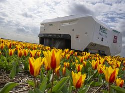 Robot Canggih Bisa Deteksi Bunga Tulip Sakit di Belanda