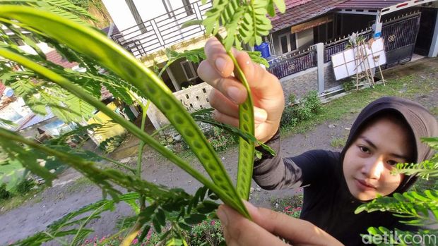 Sambal palanding atau petai cina