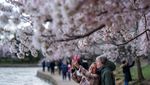 Terbius Keindahan Sakura Mekar Terakhir di Tidal Basin Washington
