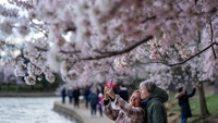 Setiap musim semi di Kota Washington DC, pohon Sakura dari Jepang bermekaran dengan bunga-bunga merah muda dan putih yang cerah.  