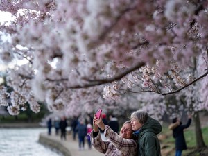 Akhirnya Sakura Mekar, Paling Lambat Dalam Satu Dekade