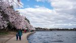 Terbius Keindahan Sakura Mekar Terakhir di Tidal Basin Washington