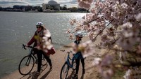 Tembok laut telah rusak selama beberapa dekade, dan ketika permukaan air laut naik, cekungan pasang surut semakin tergenang setiap kali air pasang. Hal itu mulai menenggelamkan pohon-pohon sakura.  