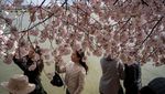 Terbius Keindahan Sakura Mekar Terakhir di Tidal Basin Washington