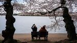 Terbius Keindahan Sakura Mekar Terakhir di Tidal Basin Washington