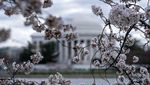 Terbius Keindahan Sakura Mekar Terakhir di Tidal Basin Washington