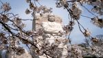 Terbius Keindahan Sakura Mekar Terakhir di Tidal Basin Washington
