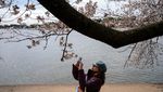 Terbius Keindahan Sakura Mekar Terakhir di Tidal Basin Washington