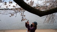 Seorang pengunjung berfoto di bawah bunga sakura di sepanjang Tidal Basin di Washington DC, Amerika Serikat, Selasa (19/3/2024).  