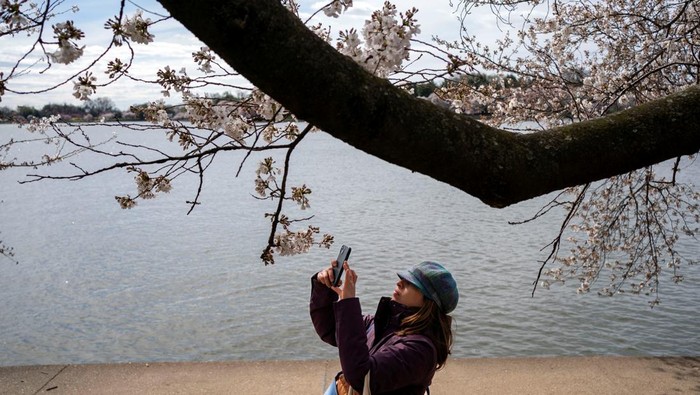 Terbius Keindahan Mekar Terakhir Sakura di Tidal Basin Washington The cherry blossom tree nicknamed Stumpy stands at the Tidal Basin in Washington, U.S., March 19, 2024. The National Park Service announced it will begin to cut down over 140 cherry blossom trees, including Stumpy, in preparation for construction to fix the sea wall surrounding the basin. REUTERS/Bonnie Cash