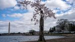 Terbius Keindahan Sakura Mekar Terakhir di Tidal Basin Washington