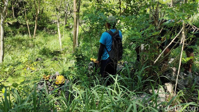 Warga dan perangkat Kalurahan Purwodadi menyebar pakan monyet di lereng gunung dekat pesisir pantai selatan Gunungkidul, Rabu (20/3/2024).