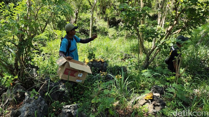 Warga Purwodadi saat menunjukkan sarang monyet di gunung pinggir pantai