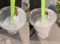 Apes! Minum Susu Kedelai Dapat Bonus Seekor Kecoa