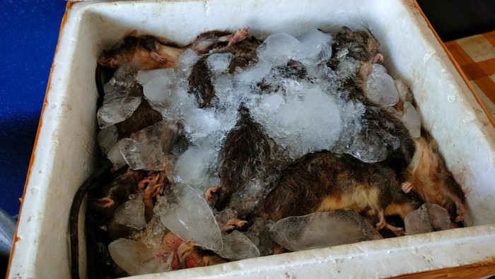 Balai Karantina Hewan, Ikan dan Tumbuhan (BKHIT) Gorontalo menyita 180 ekor bangkai tikus.