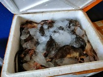 Penampakan 180 Bangkai Tikus Asal Sulteng Disita Balai Karantina Gorontalo