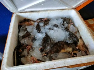 Penampakan 180 Bangkai Tikus Asal Sulteng Disita Balai Karantina Gorontalo