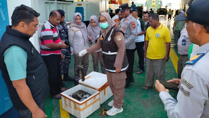Balai Karantina Hewan, Ikan, dan Tumbuhan Gorontalo menyita 180 ekor bangkai tikus di Kota Gorontalo.