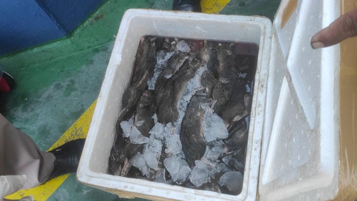Bangkai tikus diselundupkan di Gorontalo.