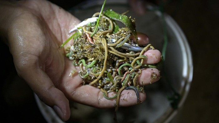 Apa Itu Tradisi Bau Nyale? Ritual Tahunan Lombok dari Legenda Putri Mandalika