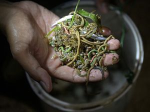 Apa Itu Tradisi Bau Nyale? Ritual Tahunan Lombok dari Legenda Putri Mandalika