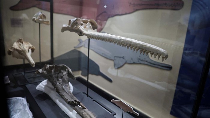 A fossil of the skull of the largest dolphin in history that inhabited the Peruvian Amazon 16 million years ago and was discovered in an expedition sponsored by the National Geographic Society is exhibited at the Museum of Natural History in Lima, Peru, March 20, 2024. REUTERS/Sebastian Castaneda