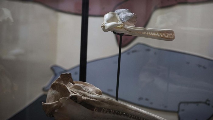 A fossil of the skull of the largest dolphin in history that inhabited the Peruvian Amazon 16 million years ago and was discovered in an expedition sponsored by the National Geographic Society is exhibited at the Museum of Natural History in Lima, Peru, March 20, 2024. REUTERS/Sebastian Castaneda
