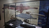Fosil tengkorak lumba-lumba terbesar dalam sejarah yang menghuni Amazon Peru 16 juta tahun lalu dipamerkan di Museum of Natural History di Lima, Peru, 20 Maret 2024.