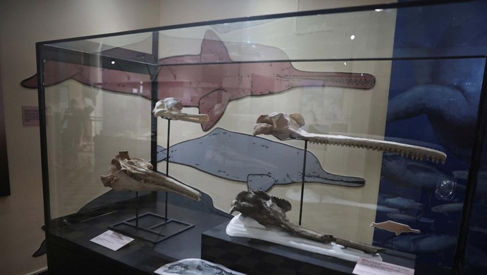 Ini Dia Fosil Lumba-lumba Air Tawar Terbesar di Dunia A fossil of the skull of the largest dolphin in history that inhabited the Peruvian Amazon 16 million years ago and was discovered in an expedition sponsored by the National Geographic Society is exhibited at the Museum of Natural History in Lima, Peru, March 20, 2024. REUTERS/Sebastian Castaneda