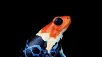 Katak beracun berkepala merah (Ranitomeya fantastica) adalah spesies katak panah beracun yang berasal dari Ekuador dan Peru. Katak ini merupakan salah satu katak panah beracun yang paling menantang untuk dipelihara. Foto: Alvaro Cubero