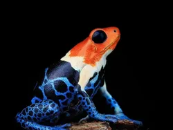 Foto Katak Beracun Tapi Bikin Terpesona