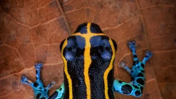 Ranitomeya defleri adalah spesies katak panah beracun yang relatif kecil. Panjangnya sekitar 15–18 mm. Tubuhnya hitam dengan garis kuning yang tidak beraturan. Pada dua pertiga bagian belakang tubuhnya, terdapat garis berwarna hijau kekuningan. Kaki dan perutnya berwarna hitam dengan warna biru muda hingga cerah Foto: Alvaro Cubero