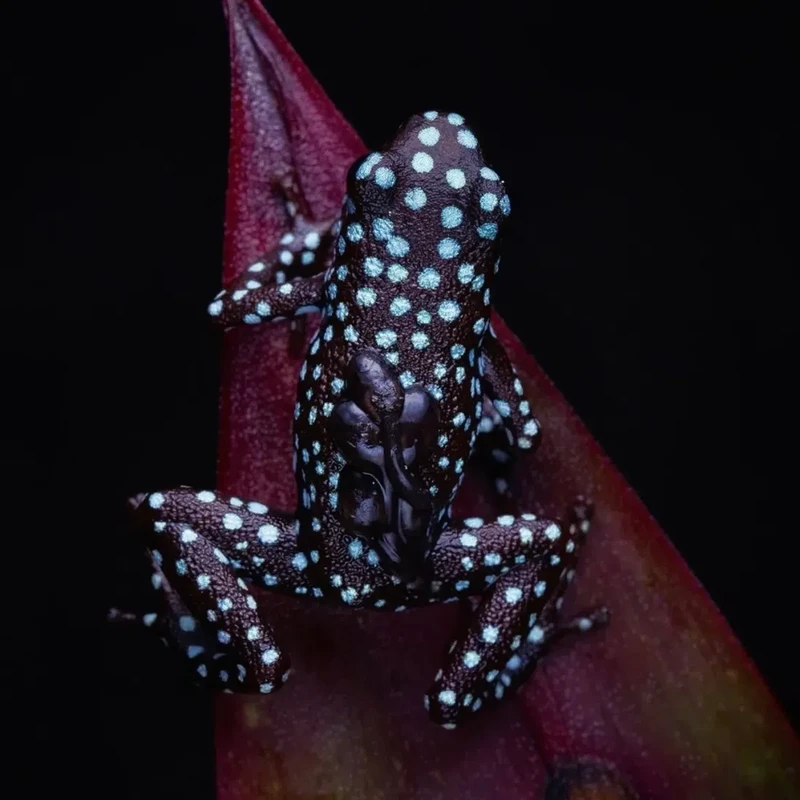 Kata Beracun Tapi Bikin Terpesona