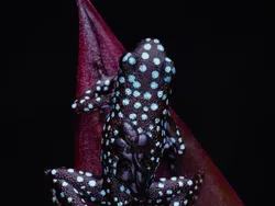 Foto Katak Beracun Tapi Bikin Terpesona