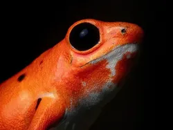 Foto Katak Beracun Tapi Bikin Terpesona