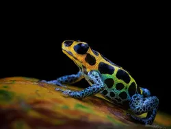 Foto Katak Beracun Tapi Bikin Terpesona