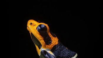 Crowned Poison Frog adalah katak beracun yang hidup di hutan Peru dan tidak lebih besar dari koin. Katak ini biasa ditemukan di anggrek bromeliad. Foto: Alvaro Cubero