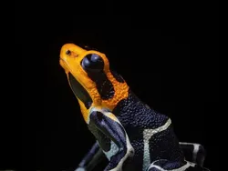 Foto Katak Beracun Tapi Bikin Terpesona