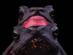 Foto Katak Beracun Tapi Bikin Terpesona