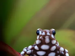 Foto Katak Beracun Tapi Bikin Terpesona