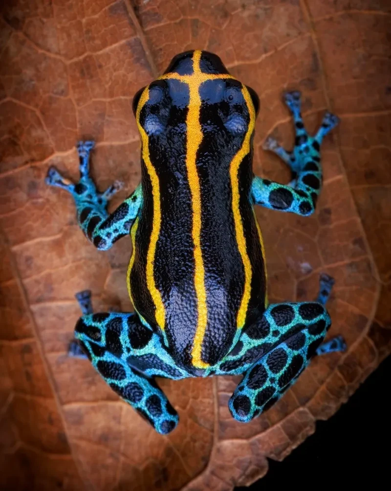 Kata Beracun Tapi Bikin Terpesona