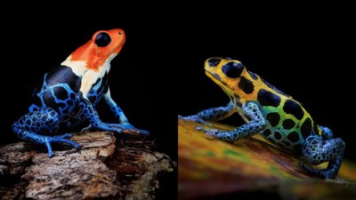 Aneka Foto Katak Berwarna Cantik, Tapi Beracun!