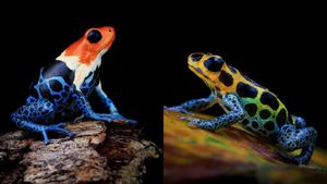 Aneka Foto Katak Berwarna Cantik, Tapi Beracun!