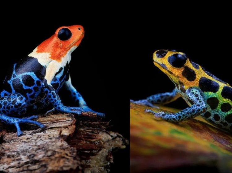 Aneka Foto Katak Berwarna Cantik, Tapi Beracun!