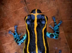 Foto Katak Beracun Tapi Bikin Terpesona