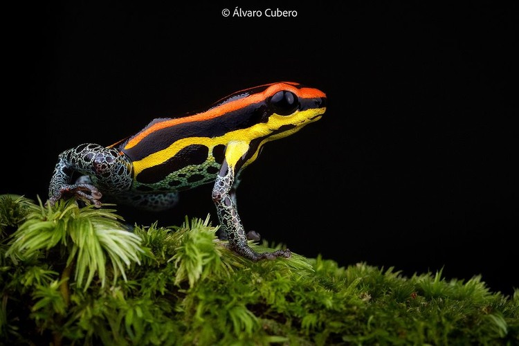 Katak Beracun